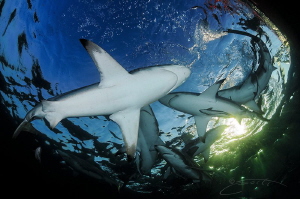 ~ Shark Pond ~

One of my Happy places! by Geo Cloete 